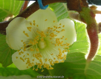 Kiwi Blüte (offen)