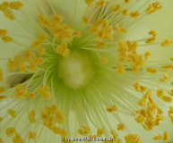 Kiwi Blüte (offen) Detailansicht