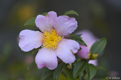 maidens blush dez13