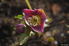 H. purpurascens dez13