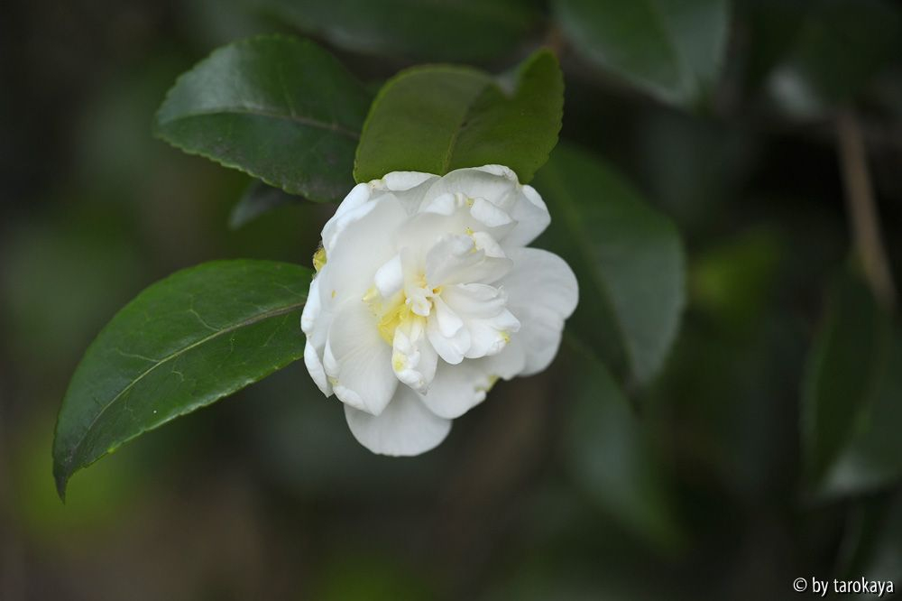 bianco natale nov13