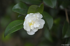 bianco natale nov13