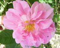 Damascena trigintipetala