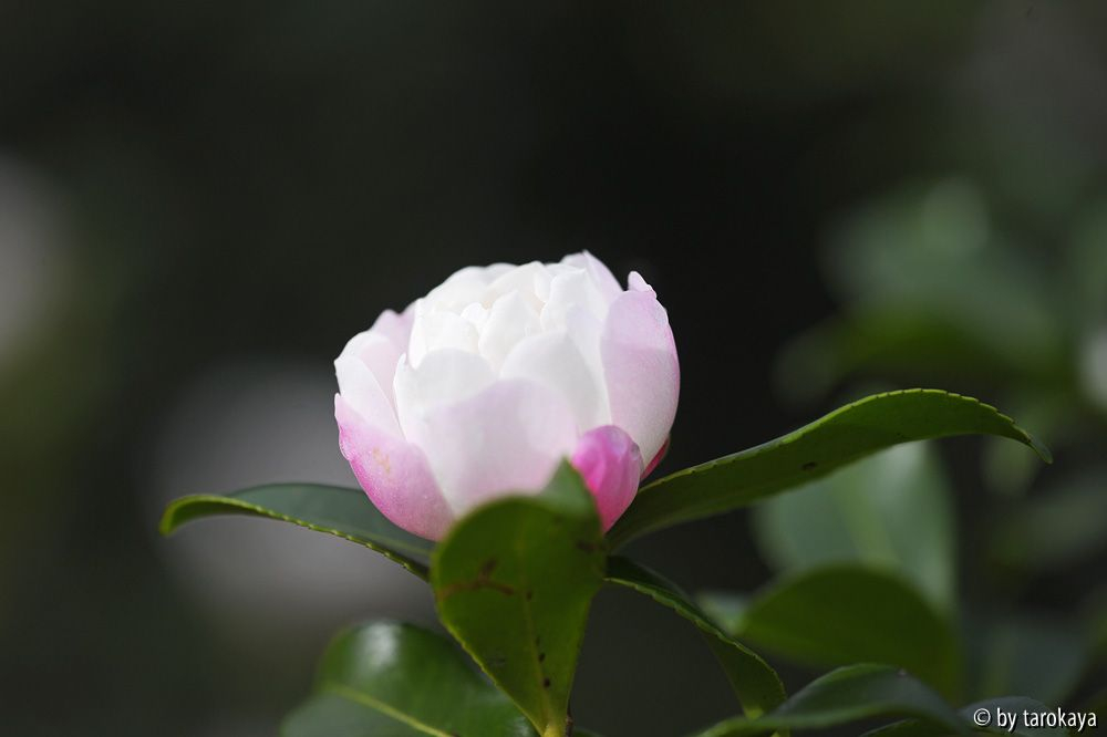 little pearl nov13