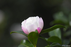 little pearl nov13