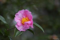momozono nishiki nov13