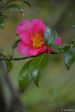 kanjiro nov13