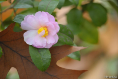 rosella