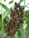 Sorghum nigrum bicolor - Mohrenhirse 2