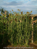 Sorghum nigrum bicolor - Mohrenhirse 1