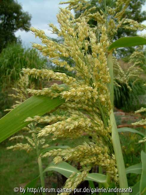 Sorghum bicolor - Popphirse 3