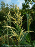 Sorghum bicolor - Popphirse 2