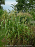 Sorghum bicolor - Popphirse 1