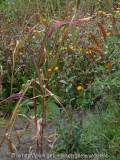 Setaria italica Herbstfeuer - Kolbenhirse 2