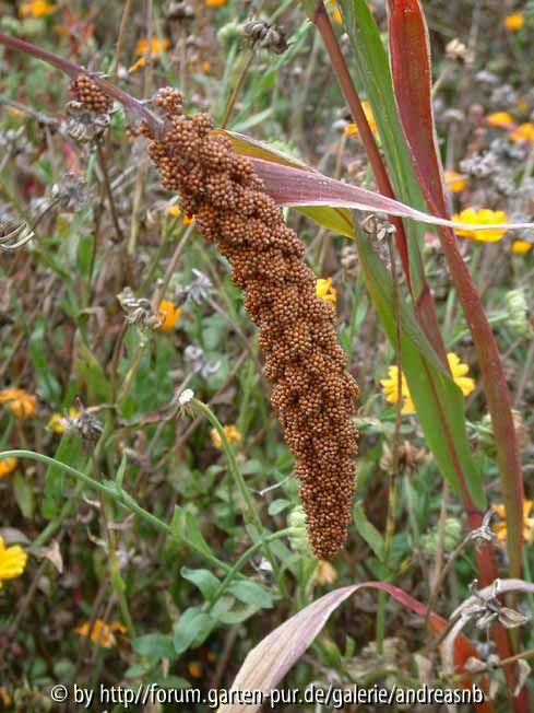 Setaria italica Herbstfeuer - Kolbenhirse 1