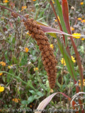 Setaria italica Herbstfeuer - Kolbenhirse 1
