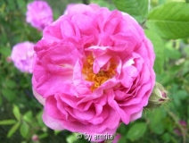 Rote Krimrose