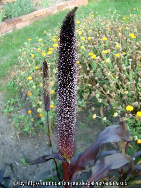 Pennisetum glaucum - Violetta - Perlhirse 2