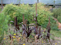 Pennisetum glaucum - Violetta - Perlhirse 1