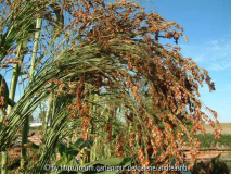 Sorghum durra - Reisigbesen Siach 3