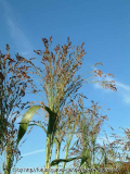Sorghum durra - Reisigbesen Siach 2