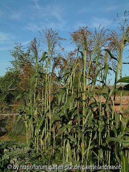 Sorghum durra - Reisigbesen Siach 1