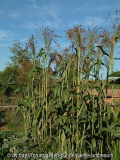 Sorghum durra - Reisigbesen Siach 1