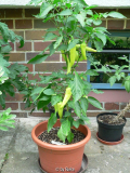 Sweet Banana