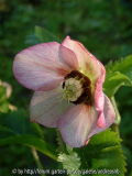 Helleborus3