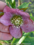 Helleborus2a