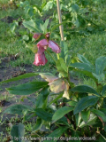 Helleborus2