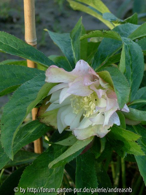 Helleborus1