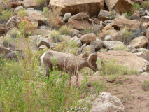 Bighorn Sheep