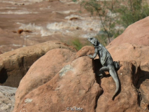 Chuckwalla