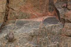 Red Spotted Toad