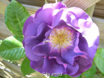 Rhapsody in Blue