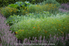 Teucrium als Buchsersatz