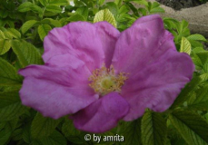 Rosa rugosa