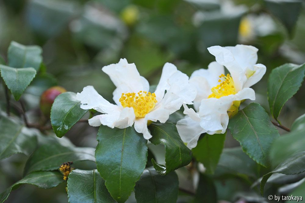 white cleopatra nov13