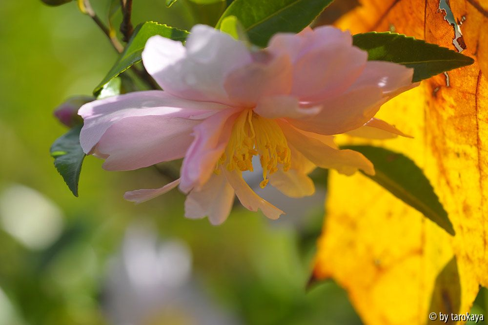 pink lassie nov13