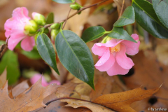 hina wabisuke2 nov13