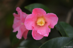 hina wabisuke 3 nov13