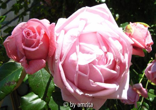 Unbekannte Rose