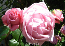 Unbekannte Rose