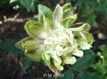 Viridiflora