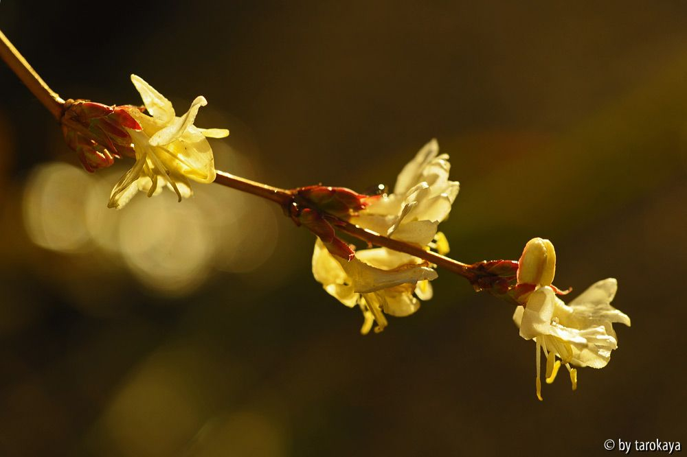 lonicera x pupursii dez13