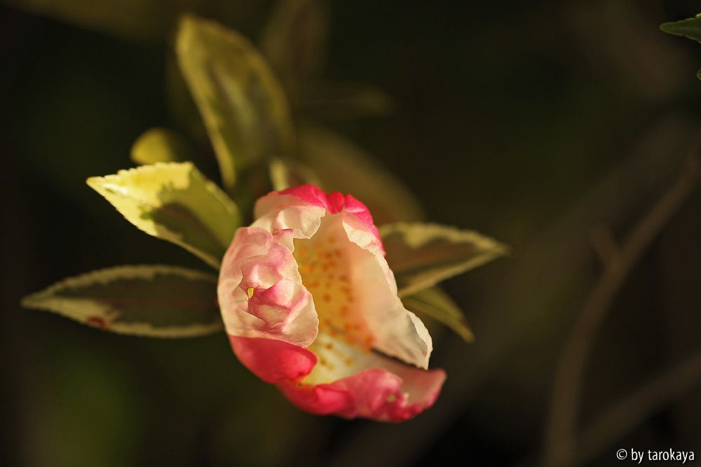 C.sas. variegata dez13
