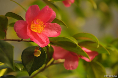 C.hiemalis dez13