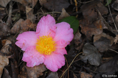 pink granthamiana dez13