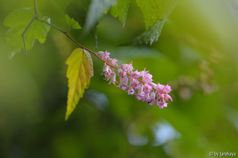 neillia thibetica jun13
